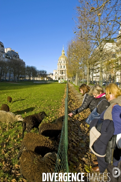 Eco paturage d un troupeau de moutons sur le terre plein central de l avenue de Breteuil