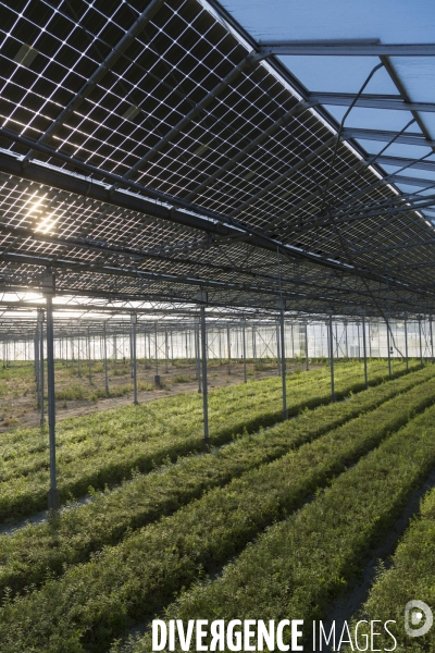 Vue aérienne d une centrale solaire sur serre agricole en Ardèche