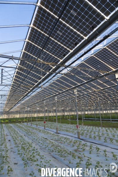 Vue aérienne d une centrale solaire sur serre agricole en Ardèche