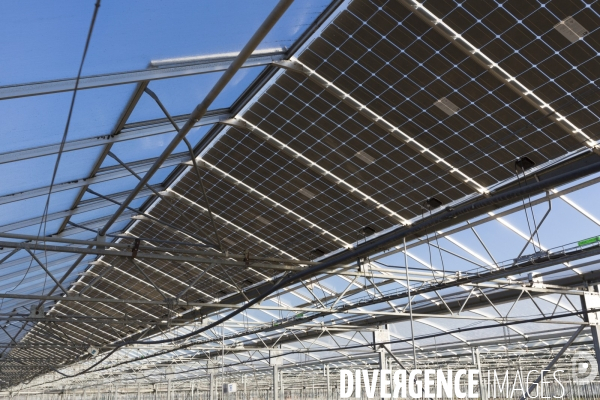 Vue aérienne d une centrale solaire sur serre agricole en Ardèche