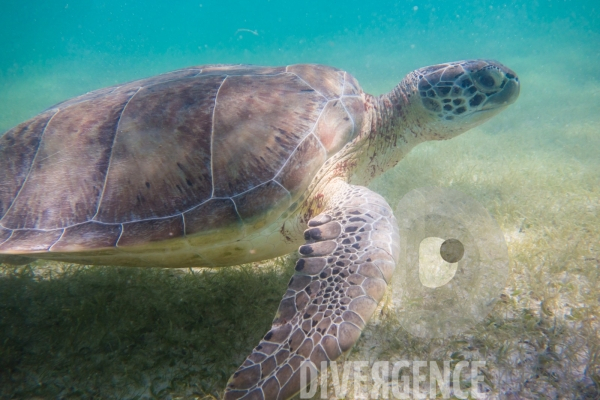 Les tortues d  Akumal au Mexique