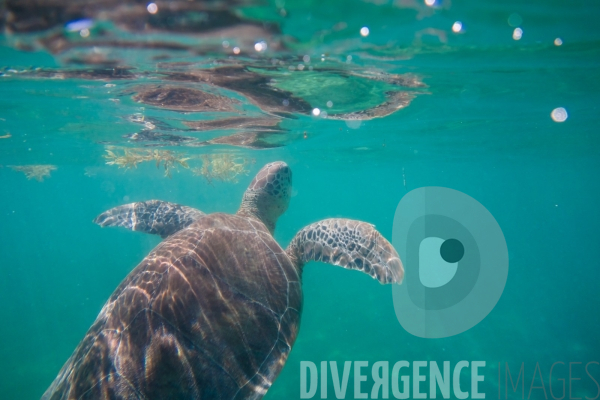 Les tortues d  Akumal au Mexique