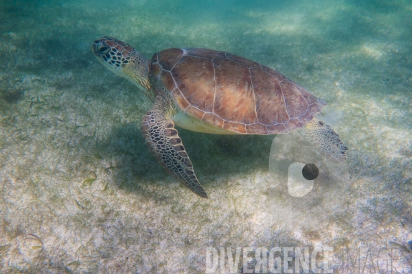Les tortues d  Akumal au Mexique