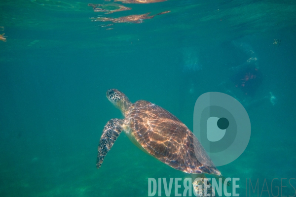 Les tortues d  Akumal au Mexique