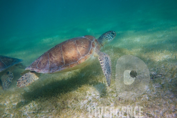 Les tortues d  Akumal au Mexique
