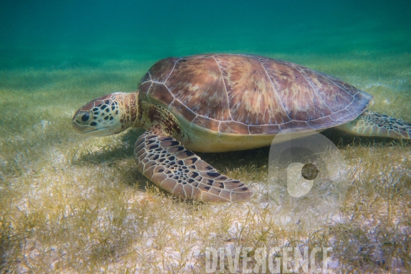 Les tortues d  Akumal au Mexique