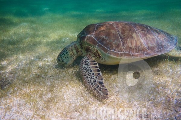Les tortues d  Akumal au Mexique