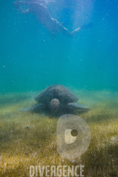 Les tortues d  Akumal au Mexique