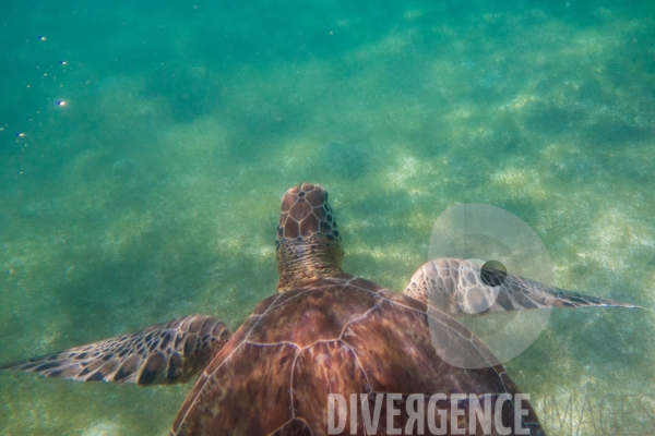 Les tortues d  Akumal au Mexique