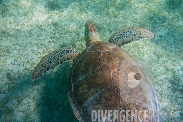 Les tortues d  Akumal au Mexique