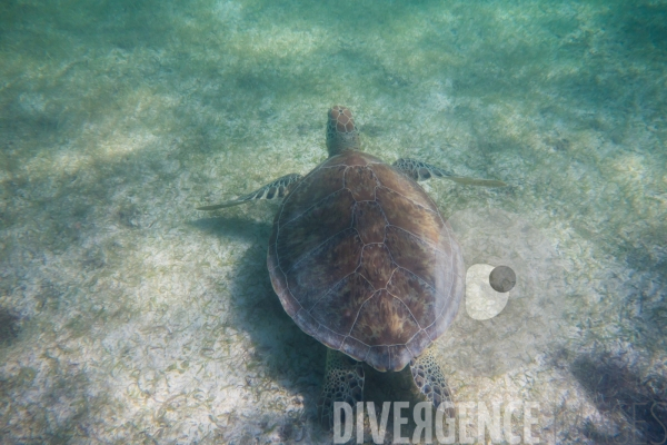 Les tortues d  Akumal au Mexique