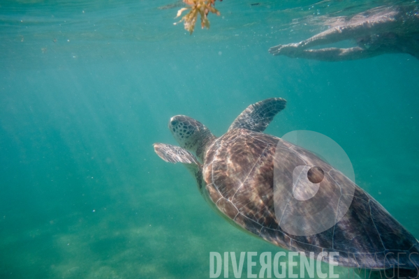 Les tortues d  Akumal au Mexique