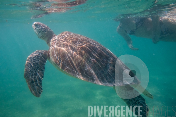 Les tortues d  Akumal au Mexique