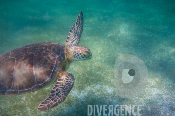 Les tortues d  Akumal au Mexique