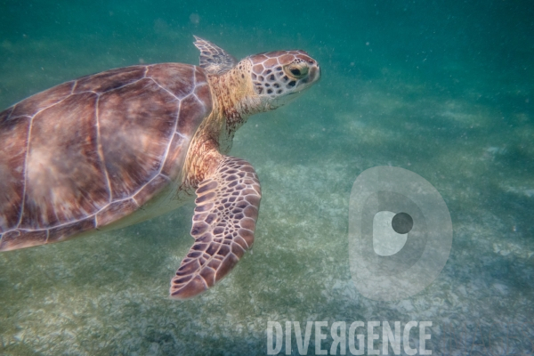Les tortues d  Akumal au Mexique