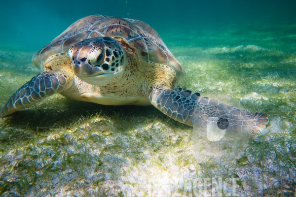 Les tortues d  Akumal au Mexique