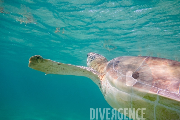 Les tortues d  Akumal au Mexique