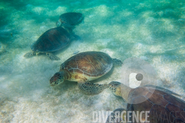 Les tortues d  Akumal au Mexique