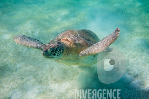 Les tortues d  Akumal au Mexique