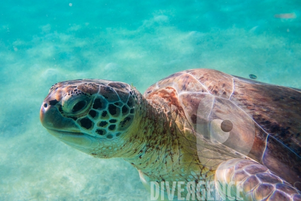 Les tortues d  Akumal au Mexique