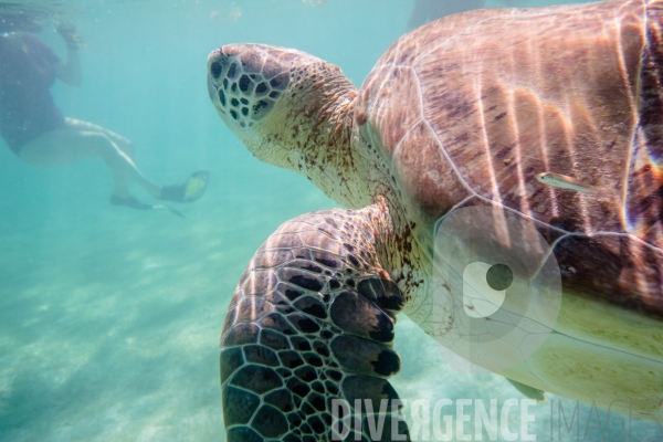 Les tortues d  Akumal au Mexique