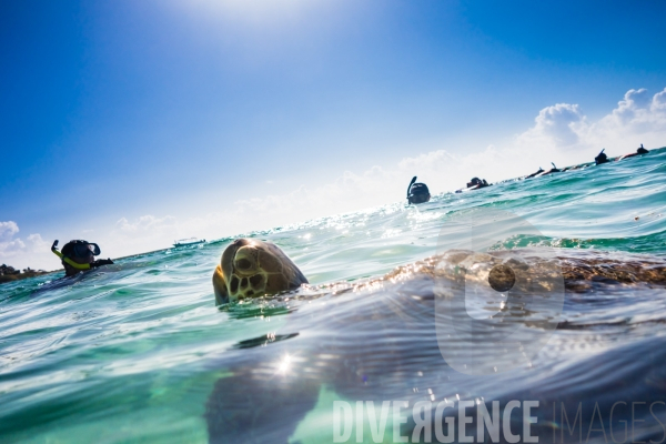 Les tortues d  Akumal au Mexique