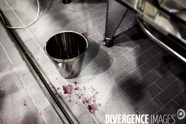 Le vin casher en Israël