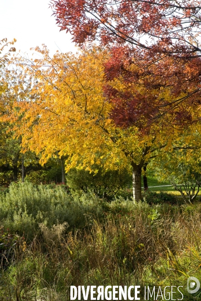 Illustration Decembre2015.Couleurs d automne au parc Martin Luther King dans la zac Clichy Batignolles.