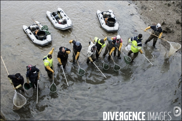 Pêche miraculeuse dans le canal St Martin avant qu il ne soit complètement vidé pour permettre la réparation de ses écluses.