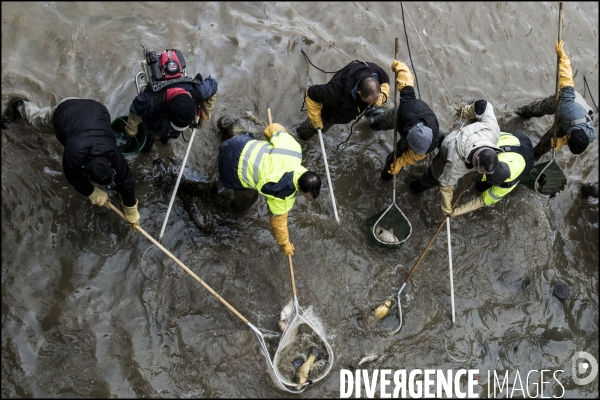 Pêche miraculeuse dans le canal St Martin avant qu il ne soit complètement vidé pour permettre la réparation de ses écluses.