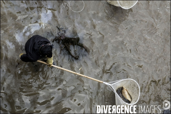 Pêche miraculeuse dans le canal St Martin avant qu il ne soit complètement vidé pour permettre la réparation de ses écluses.