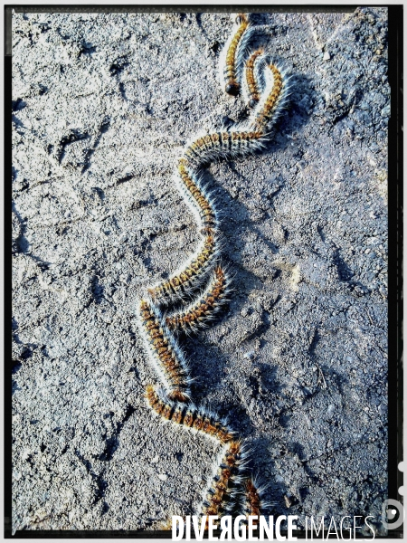 Chenille processionnaire du pin