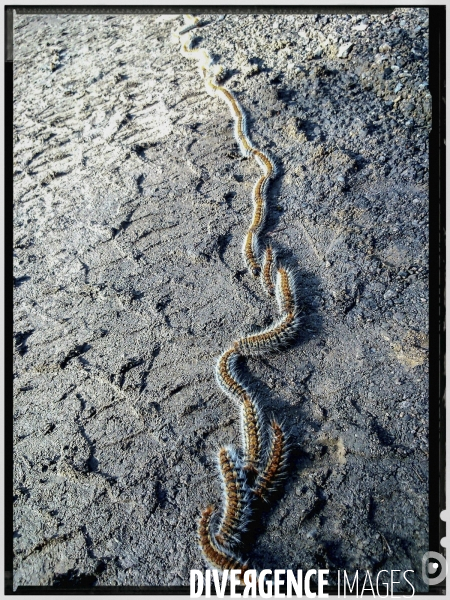 Chenille processionnaire du pin