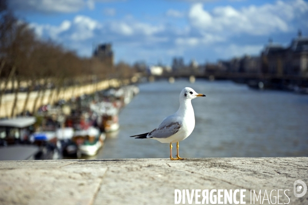 Fevrier 2016.Mouette rieuse sur le pont de la Concorde