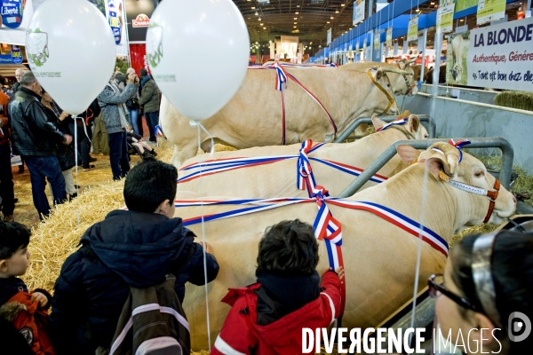 Salon de l agriculture 2016.Blondes d  Aquitaine primees avec leur ruban tricolore