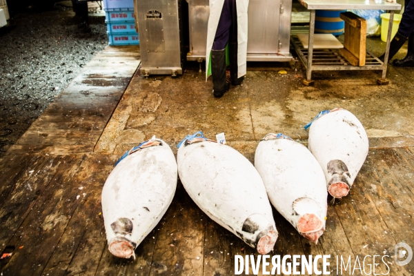 Tsukiji Nippon Fish Port Market