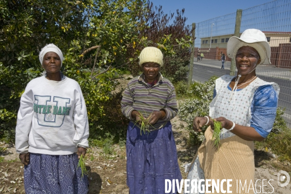 Le cap/afrique du sud