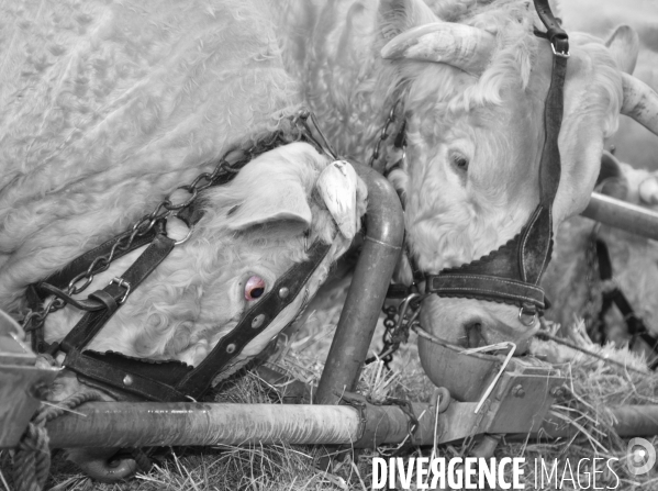 Salon de l Agriculture. Portraits des animaux.  Agricultural show. Animal portraits