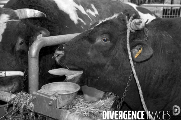Salon de l Agriculture. Portraits des animaux.  Agricultural show. Animal portraits
