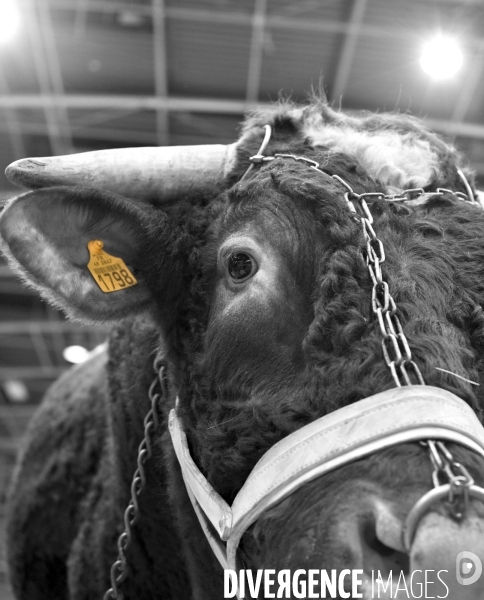 Salon de l Agriculture. Portraits des animaux.  Agricultural show. Animal portraits