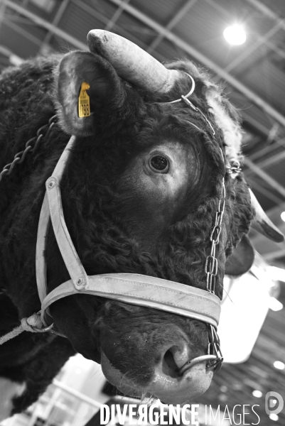 Salon de l Agriculture. Portraits des animaux.  Agricultural show. Animal portraits