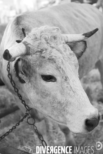 Salon de l Agriculture. Portraits des animaux.  Agricultural show. Animal portraits