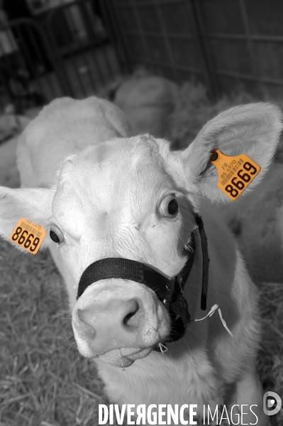 Salon de l Agriculture. Portraits des animaux.  Agricultural show. Animal portraits