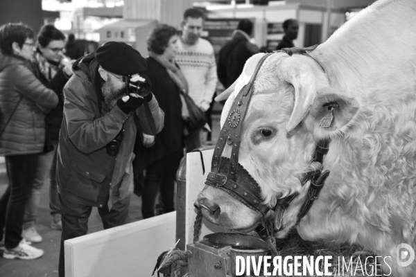 Salon de l Agriculture. Portraits des animaux.  Agricultural show. Animal portraits