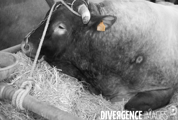 Salon de l Agriculture. Portraits des animaux.  Agricultural show. Animal portraits