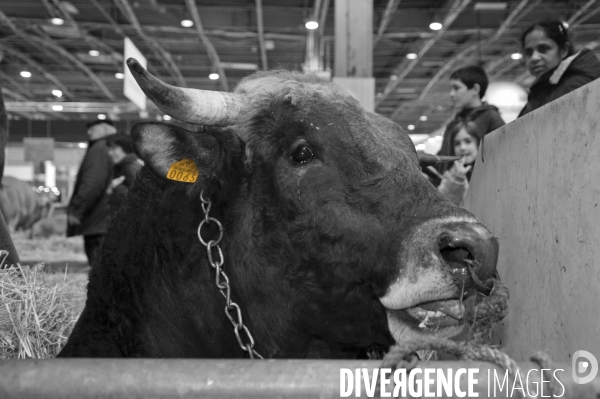 Salon de l Agriculture. Portraits des animaux.  Agricultural show. Animal portraits