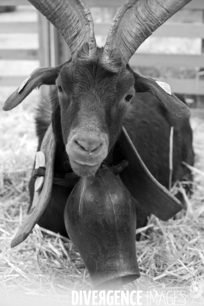 Salon de l Agriculture. Portraits des animaux.  Agricultural show. Animal portraits