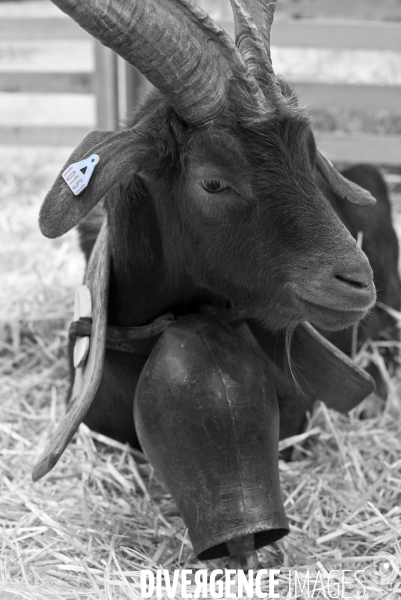 Salon de l Agriculture. Portraits des animaux.  Agricultural show. Animal portraits