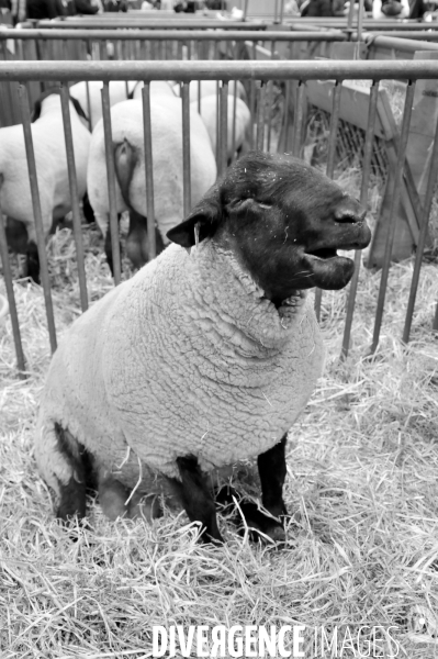 Salon de l Agriculture. Portraits des animaux.  Agricultural show. Animal portraits