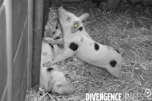 Salon de l Agriculture. Portraits des animaux.  Agricultural show. Animal portraits